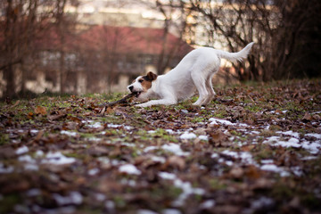 Fototapeta premium Parson Russell Terrier in Winter