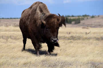  Bison Cow Walking on the Prairie