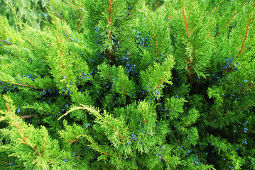 Árbol con frutos silvestres