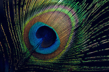 Fototapeta premium Cropped shot of beautiful peacock feather texture. Abstract colorful nature background.