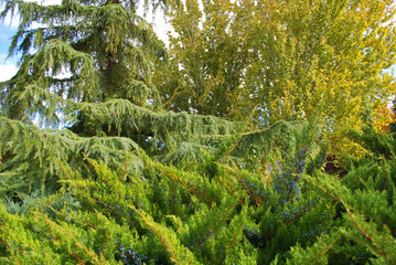 &Aacute;rboles de distintas tonalidades en oto&ntilde;o