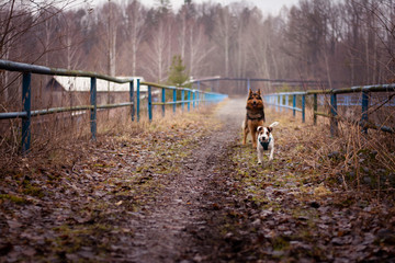 Bohemian Shepherd and Parson Russell Terrier playing in nature