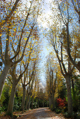 &Aacute;rboles en oto&ntilde;o bajo la luz del sol