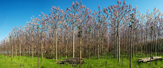 Plantation of blossoming Paulownia trees in the spring - panoramic view