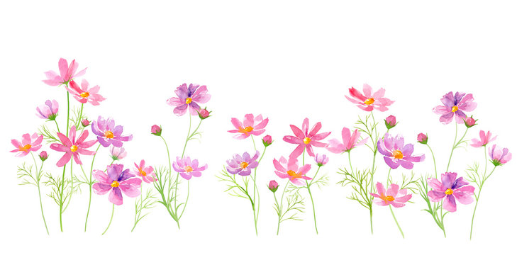 コスモスの花の咲く道。水彩イラスト。 © Keiko Takamatsu