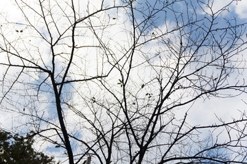 Fototapeta na wymiar tree branch with blue sky background