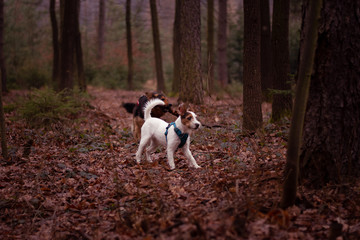 Parson Russell Terrier in Nature