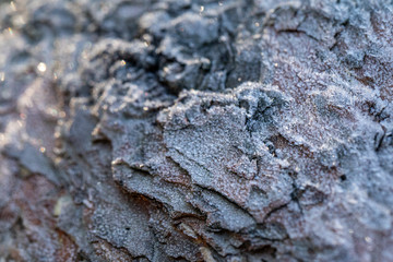 Frosted tree bark. Pine bark covered with hoarfrost. Wood texture. Severe frost.