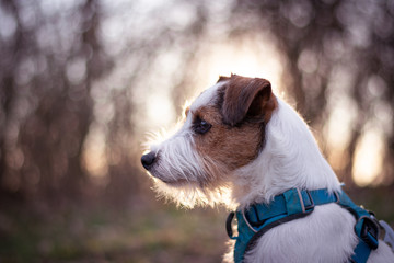 Parson Russell Terrier Portrait with Sunset Bokeh