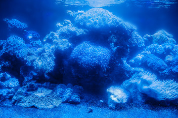 Beautiful sea background with live corals.