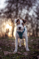 Parson Russell Terrier Portrait with Sunset Bokeh