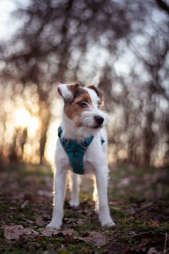 Parson Russell Terrier Portrait with Sunset Bokeh