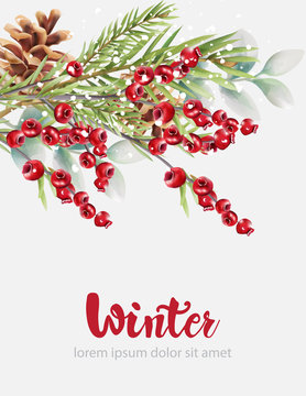 Winter cranberries with green fir tree leaves and pine cone. Christmas holidays vector