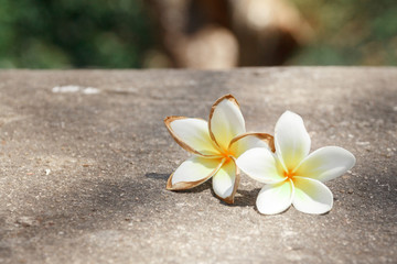 Two White flower on the ground