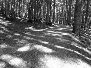 Hiking path through forest of beech trees in summer. Abetone, Tuscany, Italy . Black and white photo