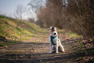 Parson Russell Terrier on a mountain trip