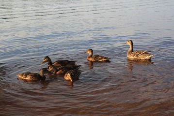 Ducks on the lake