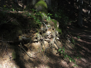 Tree roots illuminated by some rays of light in a green forest