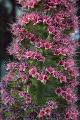 Wunderschöne Blütenstaude