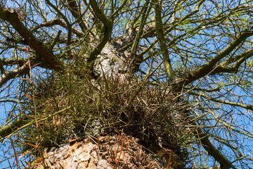 Gleditschie Baum, Lederhülsenbaum mit langen Stacheln, Dornen an der Rinde