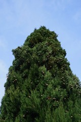 Zypresse vor blauem Himmel