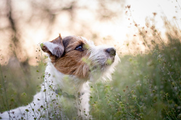 Parson Russell Terrier Portrait - Spring