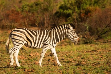 Fototapeta na wymiar Plains zebra (Equus quagga, formerly Equus burchellii, Burchell's zebra) standing on the red and brown rock.