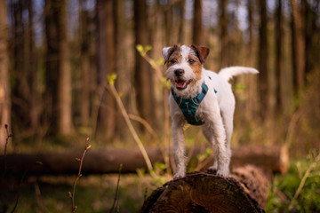 Parson Russell Terrier in the Forest