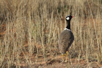 Northern Black Bustard (Afrotis afraoides) walking in Kalahari desert sand with dry grass around.