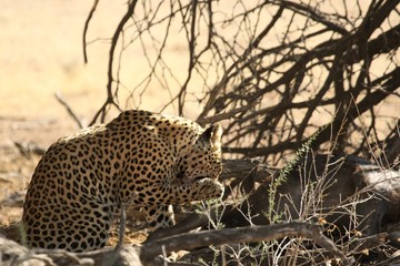 The African leopard (Panthera pardus pardus) after hunt with death wildebeest.