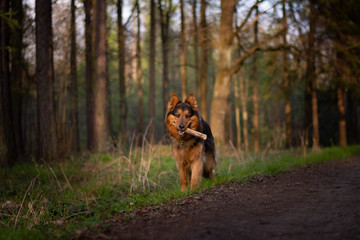 Bohemian Shepherd in the Forest
