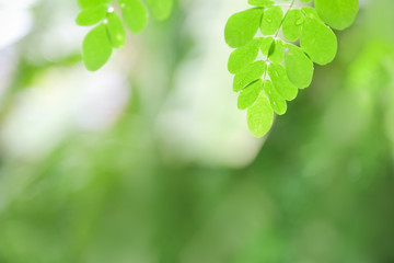 Fototapeta na wymiar Close up of nature view green leaf with rain drop on blurred greenery background under sunlight with bokeh and copy space using as background natural plants landscape, ecology wallpaper concept.