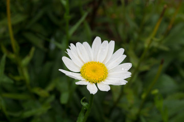 Obraz premium MARGARITA