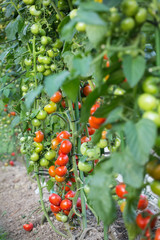 Tomatoes in the field