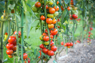 Tomatoes in the field - 305755756