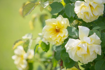 Blooming yellow bougainvillea roses