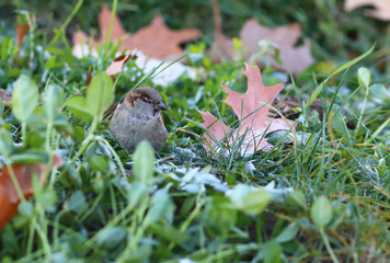 Sparrow among greenery and among the fallen yellow leaves...autumn 