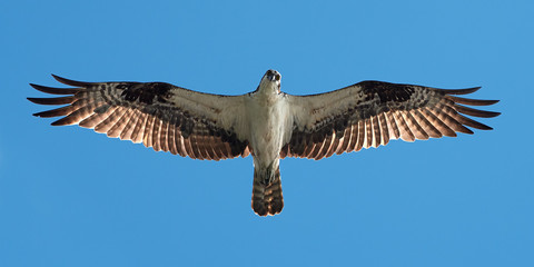 Osprey Flight XII
