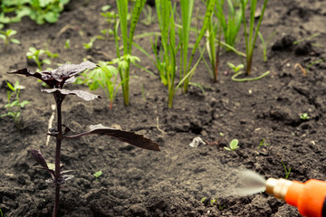 Watering beds and plants in summer garden from sprinkler