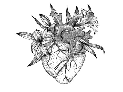 Vector realistic heart with lily flowers . Anatomy human organ image for t-shirt print