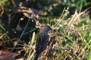 The Sparrow in the grass. He feeds on it and we see a leaf of green grass in her beak..