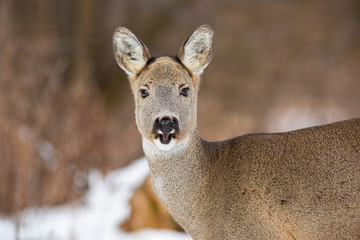 A close-up of female of roe deer, capreolus capreolus, barking on the forest snowy meadow. Watchful doe approaching and posing in the winter scenery. Wild mammal standing on the snow with open mouth..