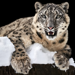 Sunbathing Snow Leopard VI