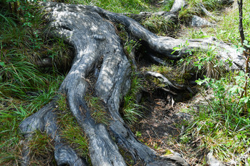 Fototapeta na wymiar Tree roots on dirt trail. Hiking in coniferous forest in summer. Tourism and travel