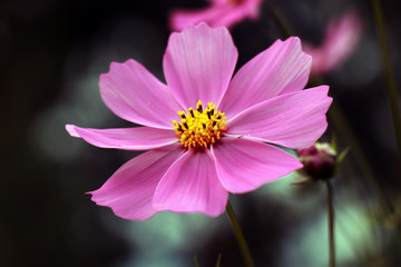 Obraz premium Beautiful purple Cosmos flower in the garden. Violet flowers pictures. Cosmos bipinnatus, commonly called the garden cosmos or Mexican aster.