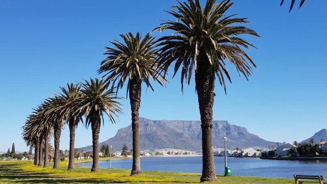 Spring in Cape Town. Yellow flowers, palm trees and flat lagoon water in foreground. Table Mountain and Cape Town in background. Clear blue sky. Blue water. Summer’s day with no people.