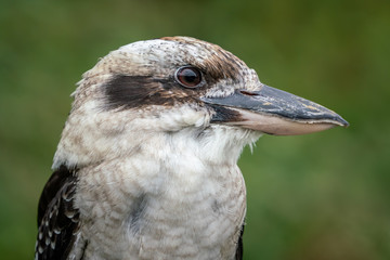 Kookaburra