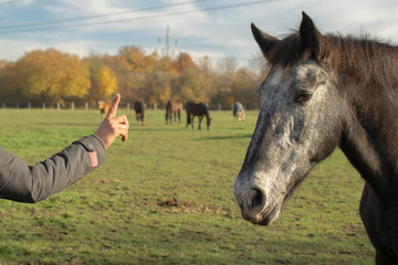 Pferd im training