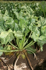 Healthy sugar beet field before harvest