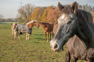 Pferde auf einer Wiese